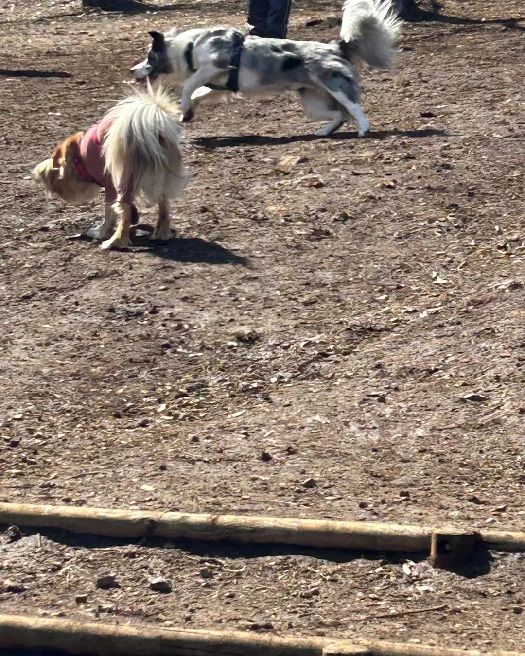 桜ヶ丘公園ドッグランです。