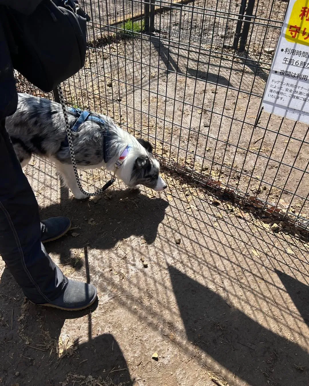 桜ヶ丘公園ドッグランです。