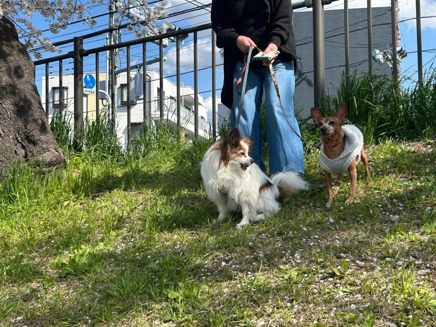 こちらは、富士森公園の満開時です。