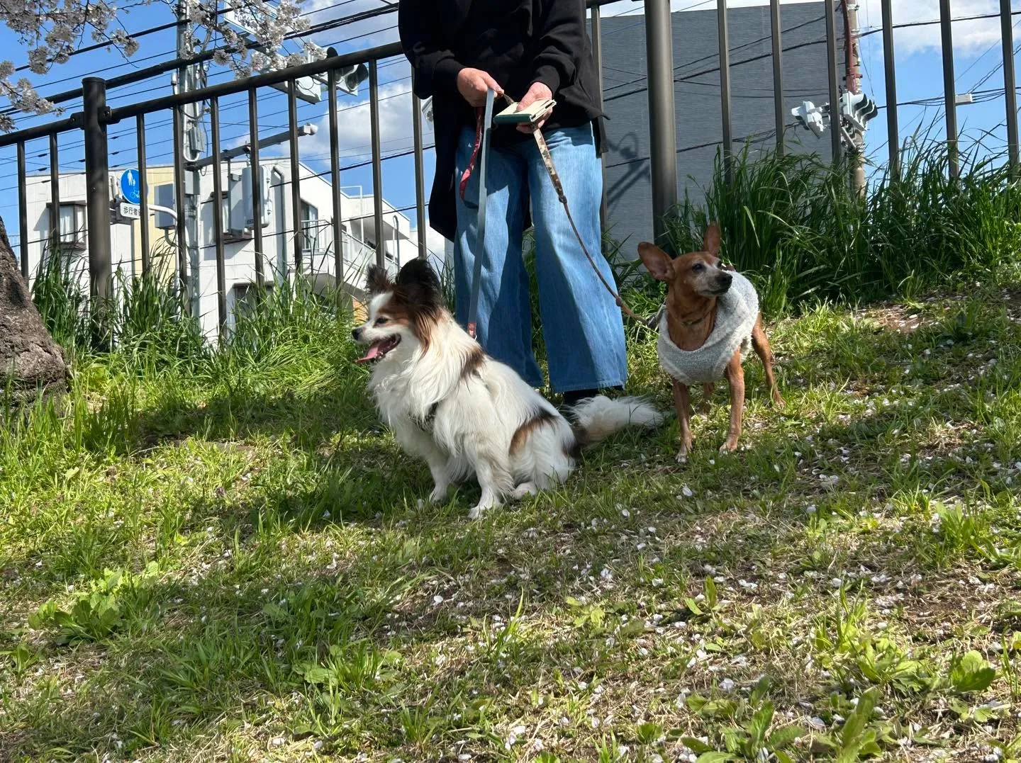こちらは、富士森公園の満開時です。