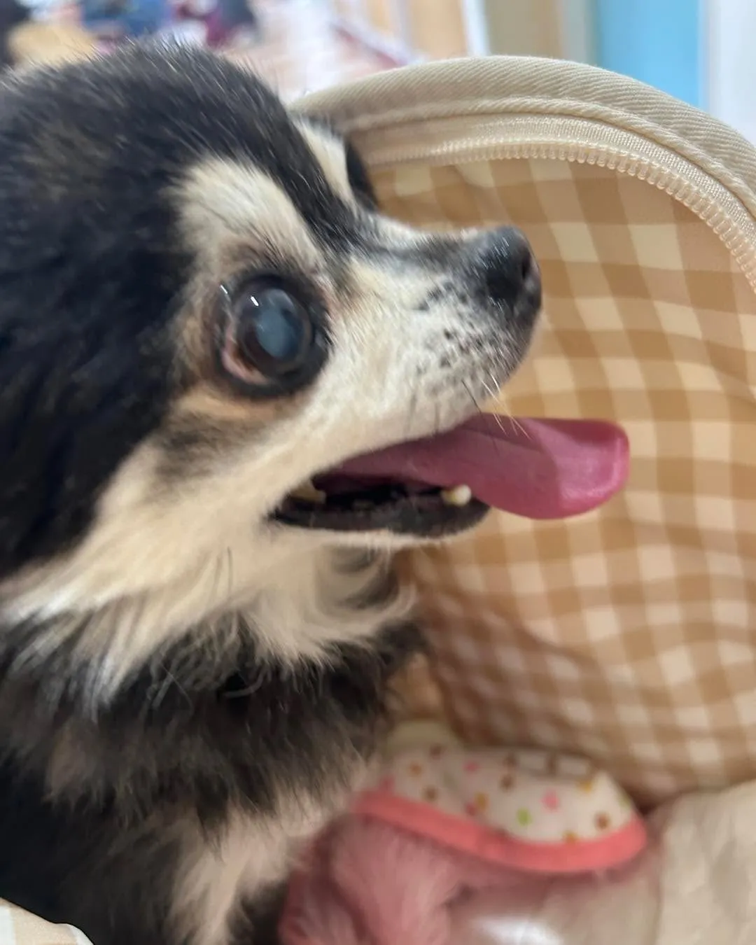 みなみ野動物病院です。