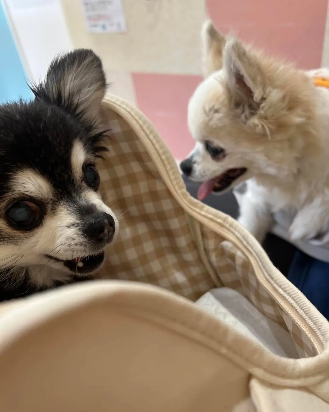 みなみ野動物病院です。