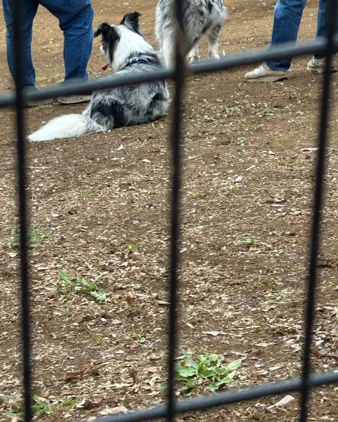 桜ヶ丘公園のドッグランです。