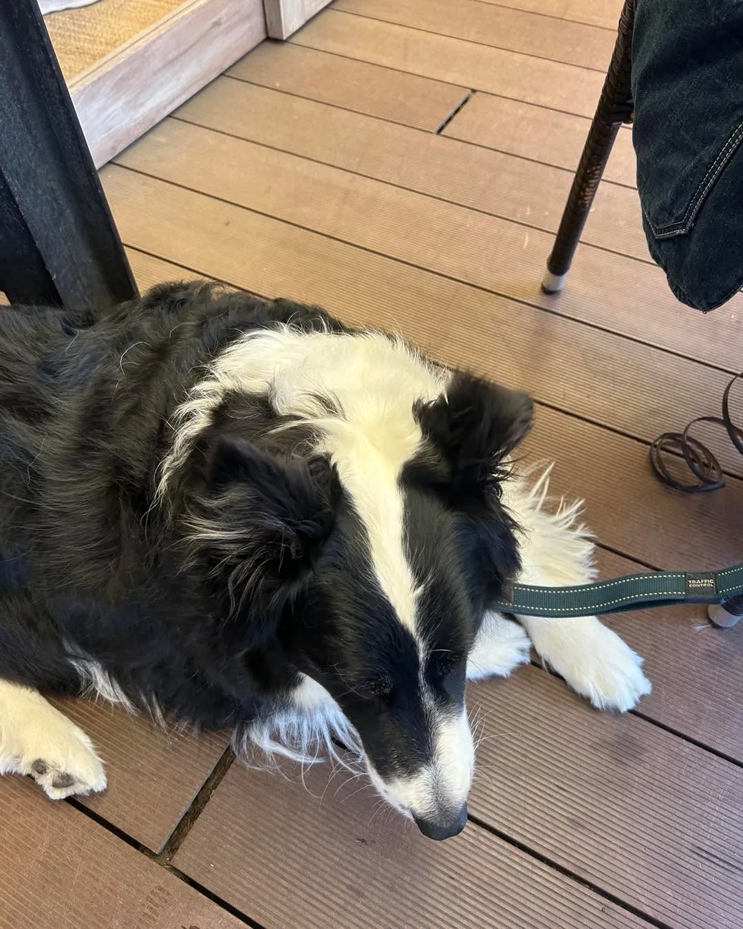 みなみ野動物とSaloaです。