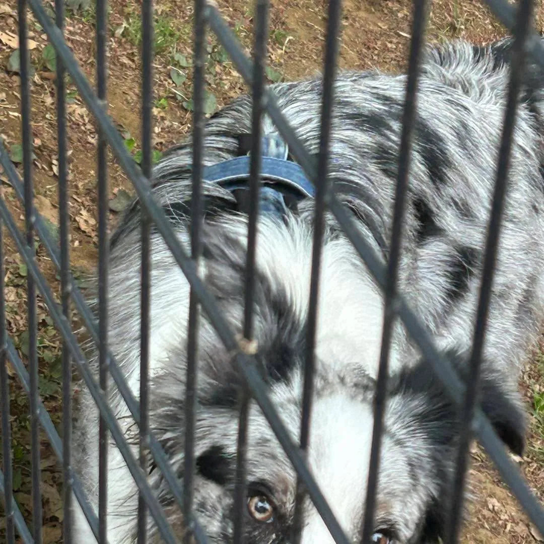 桜ヶ丘公園ドッグランです。