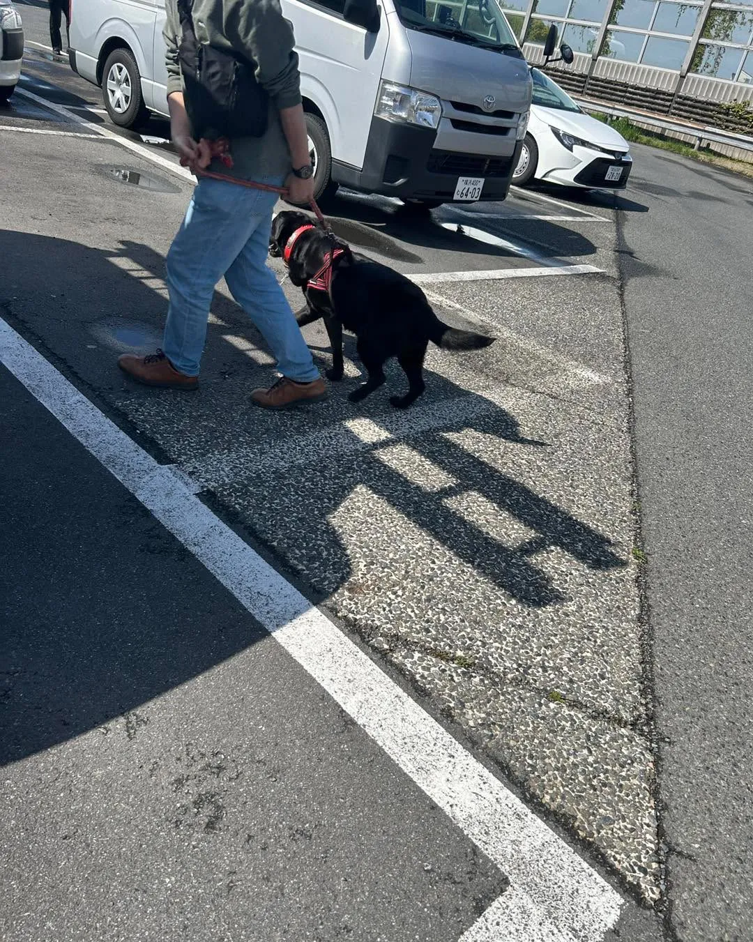 沖縄にお引越しのラブラドールのシエルちゃん6才は、初めての飛...