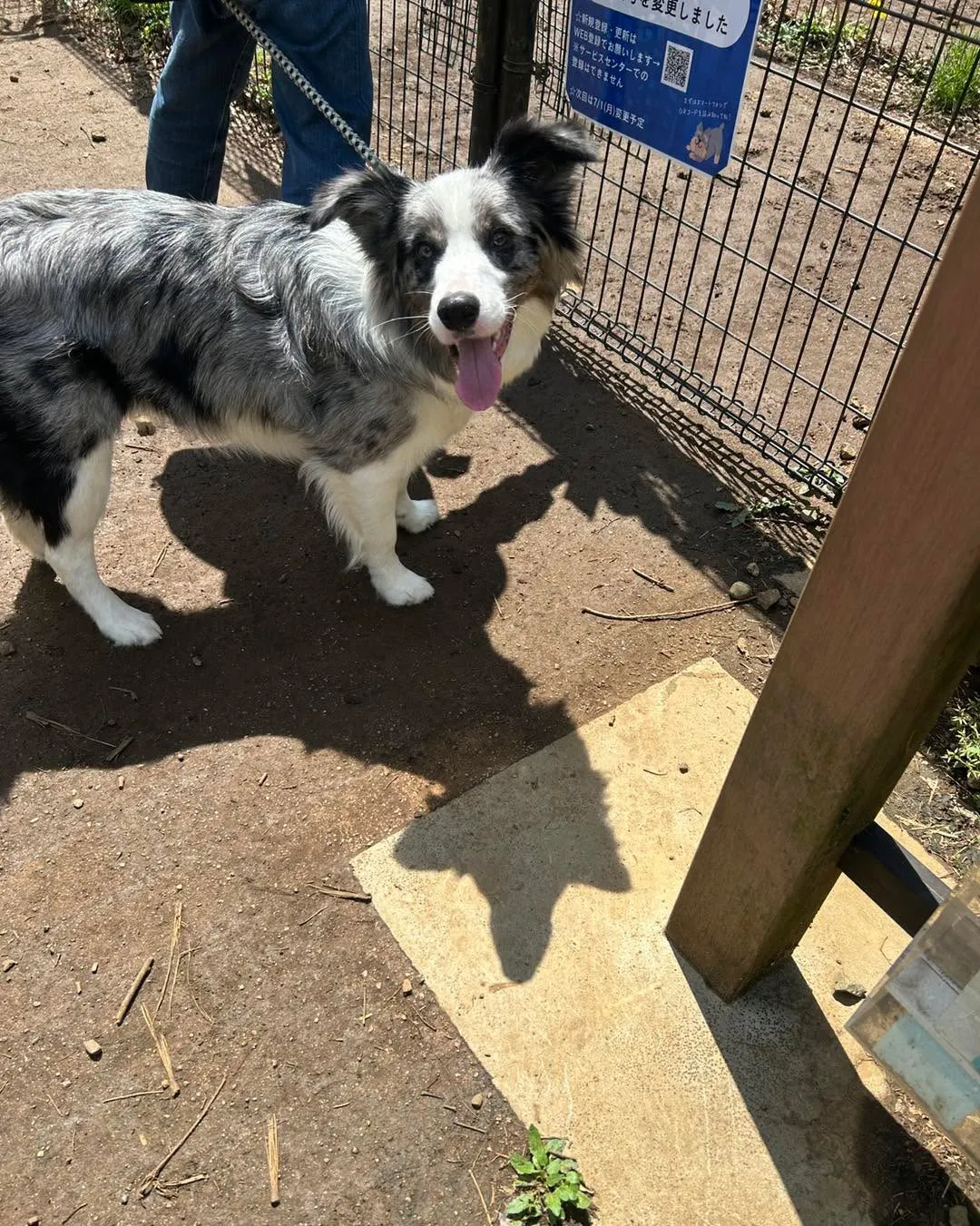 桜ヶ丘公園ドッグランです。