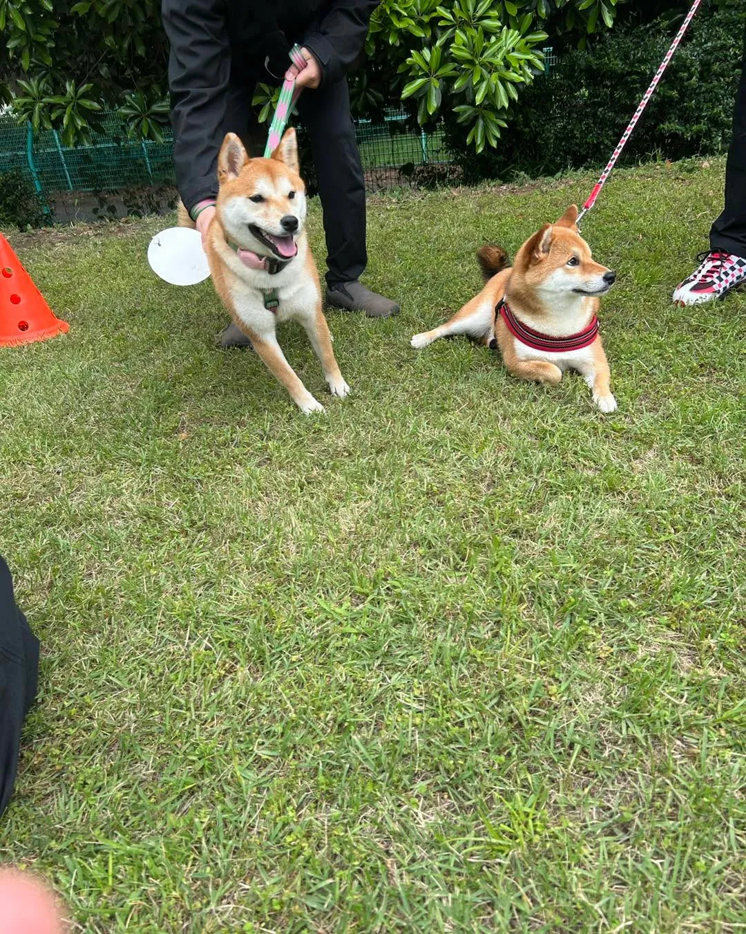 イーノの森　DOG　Gardenです。