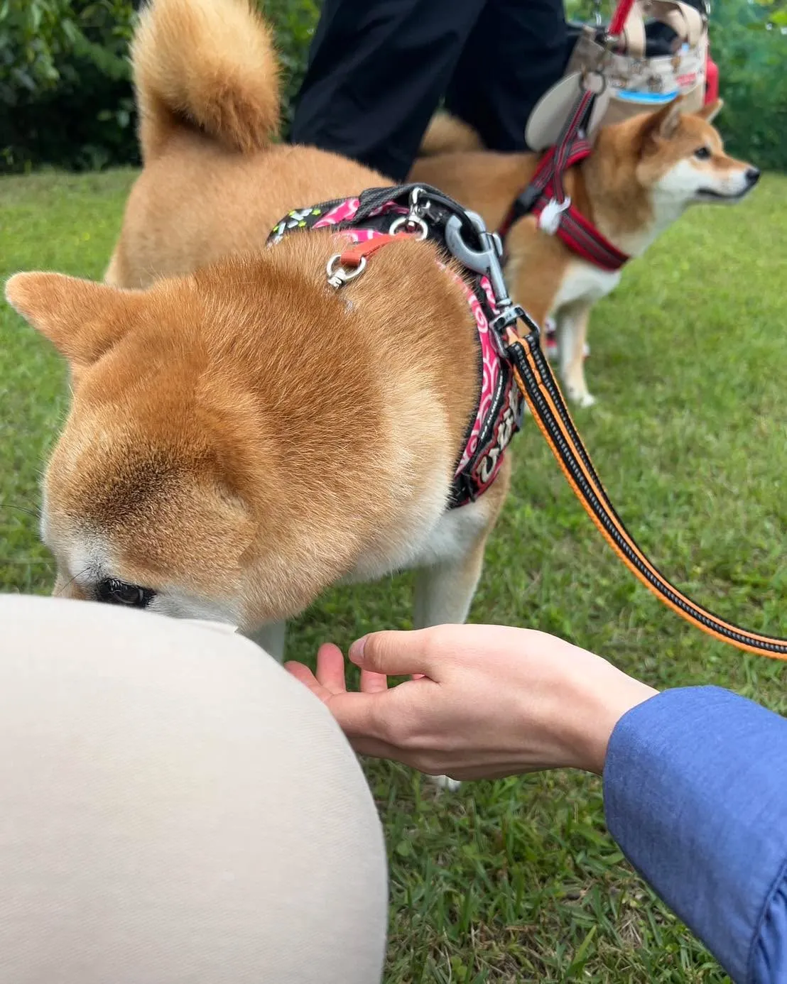 イーノの森　DOG　Gardenです。