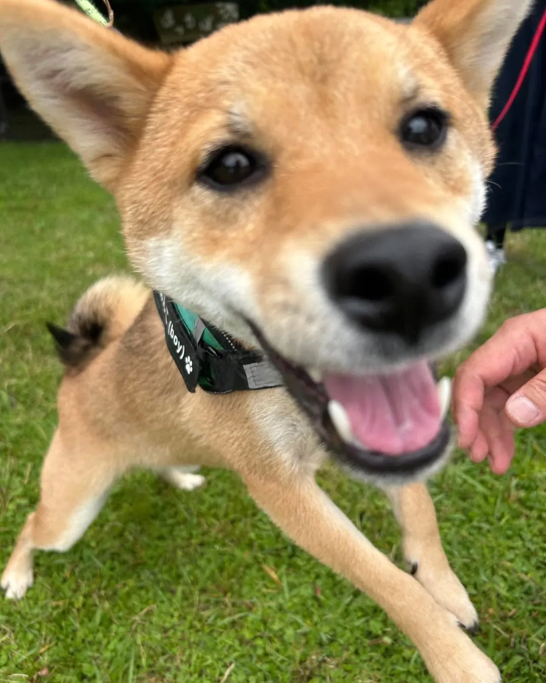 イーノの森　DOG　Gardenです。