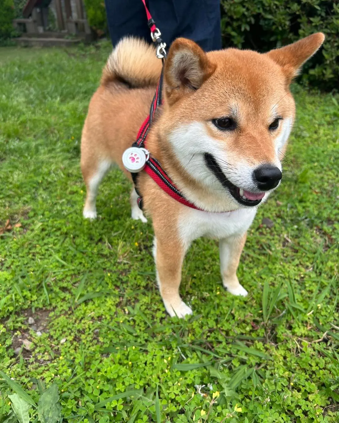 イーノの森　DOG　Gardenです。