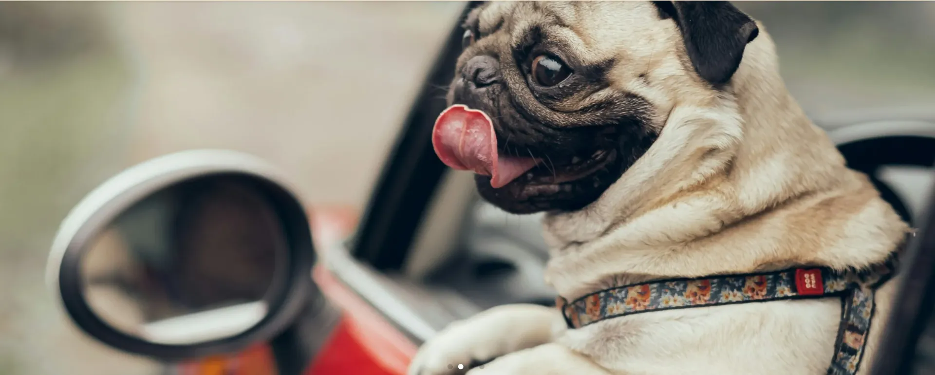 ペットタクシーで安心引越し術