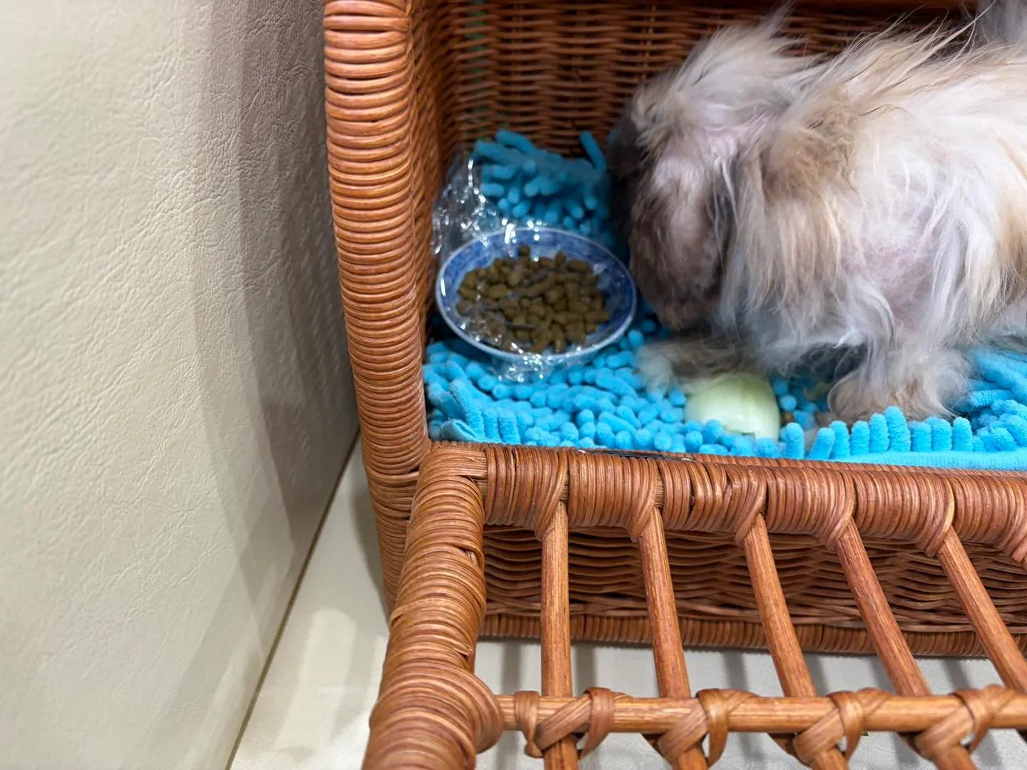 ミワエキゾチックアニマル動物病院へ行ってきました。