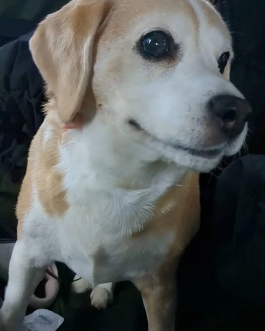 🚕🐶【ペットケアタクシー｜大阪→長野・東京対応】🐱✨ 