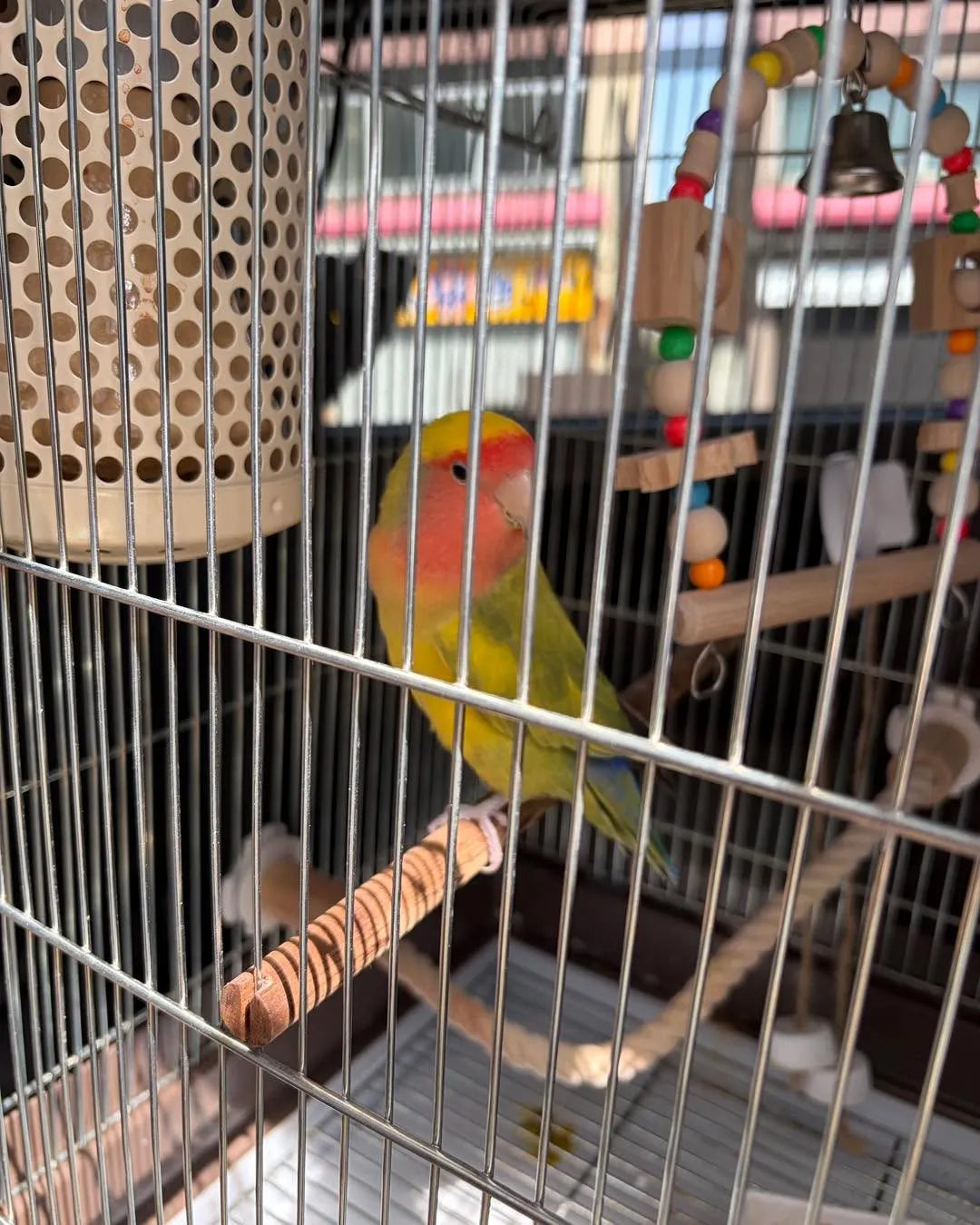 📸🦜本日、ちょっとご機嫌ななめです。