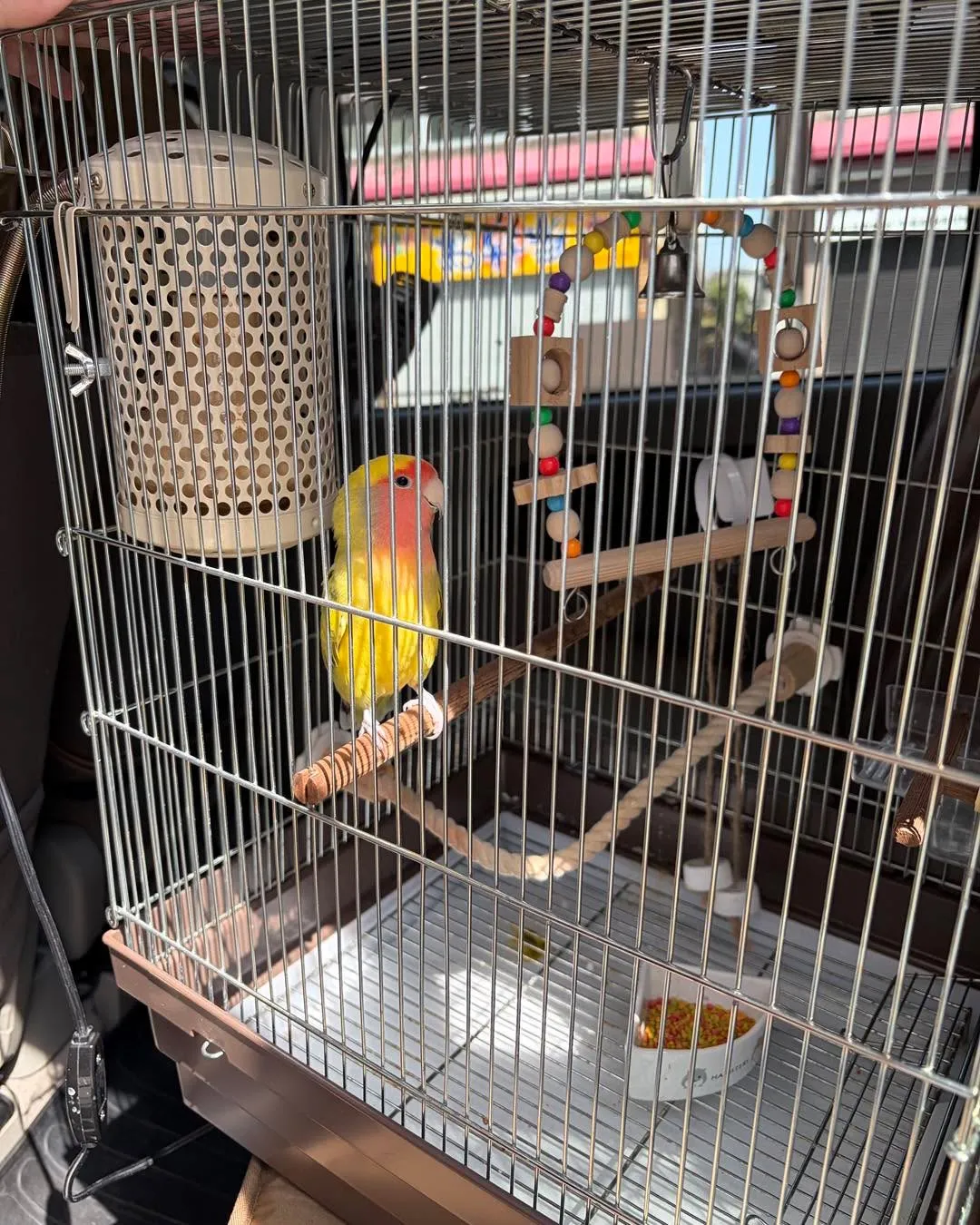 📸🦜本日、ちょっとご機嫌ななめです。