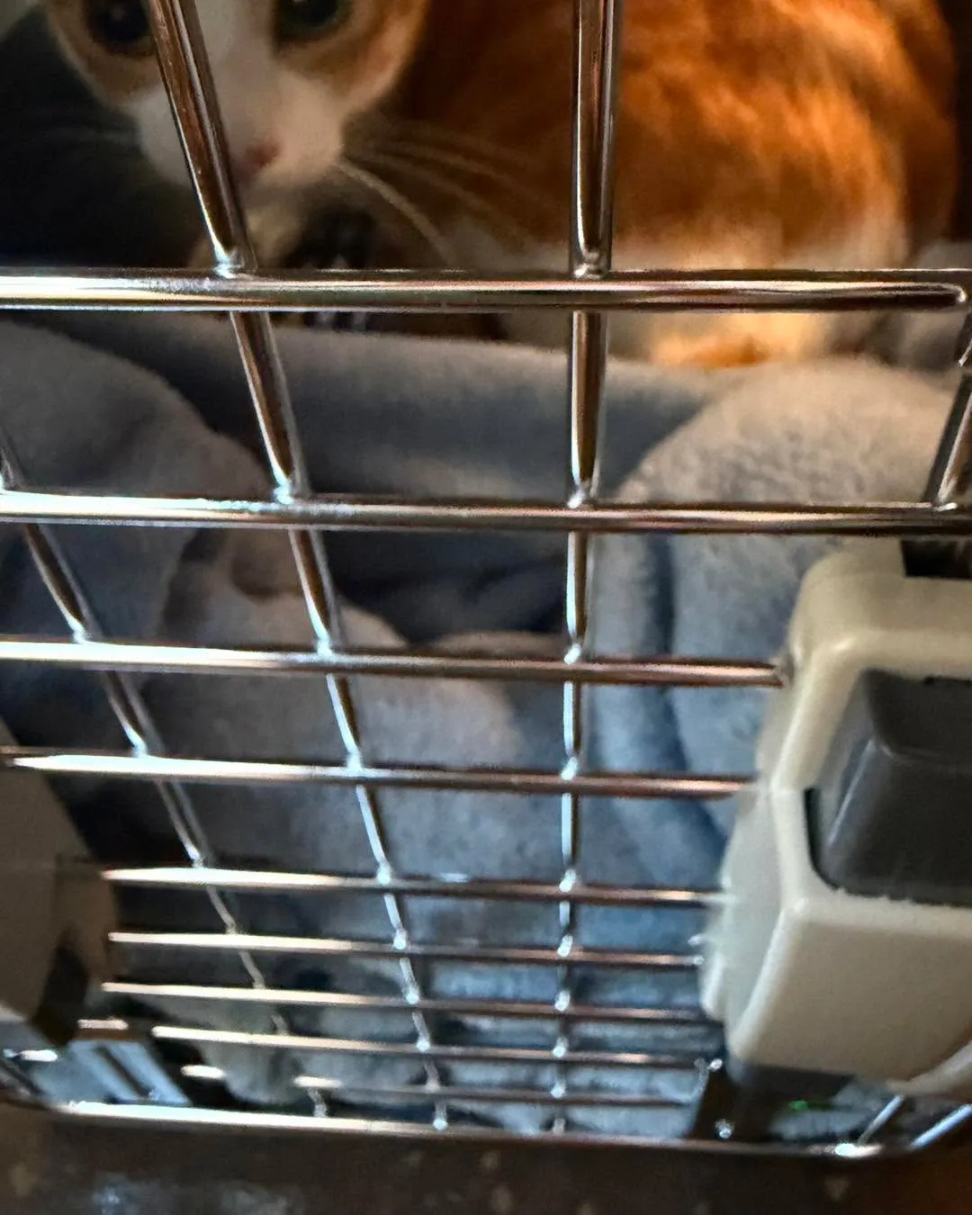 東京から札幌へ、猫ちゃん2匹との長距離移動🚄🐾 