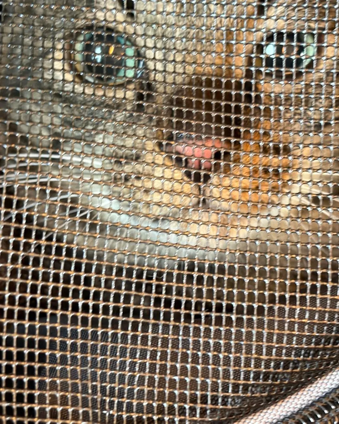 東京から札幌へ、猫ちゃん2匹との長距離移動🚄🐾 