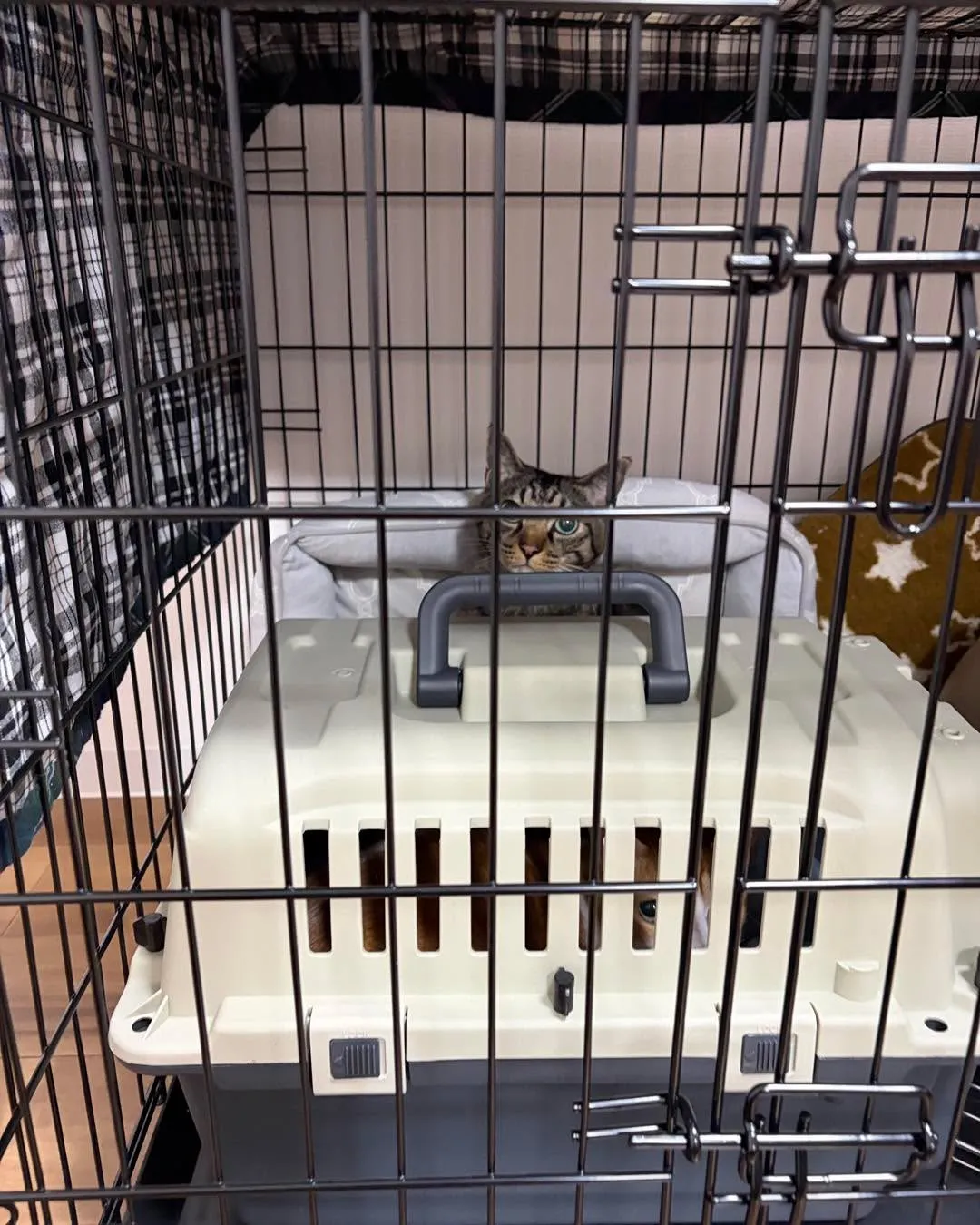 東京から札幌へ、猫ちゃん2匹との長距離移動🚄🐾 