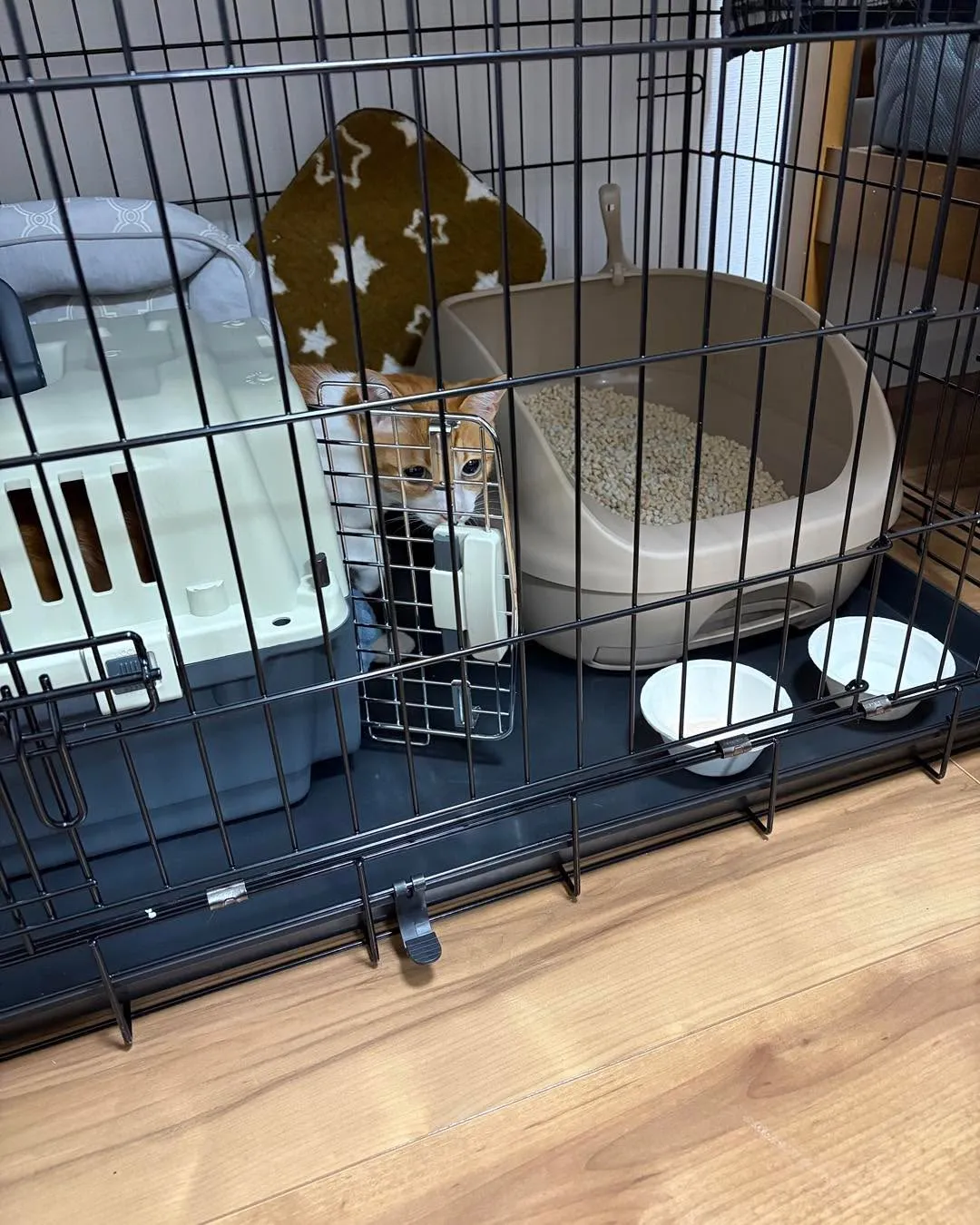 東京から札幌へ、猫ちゃん2匹との長距離移動🚄🐾 