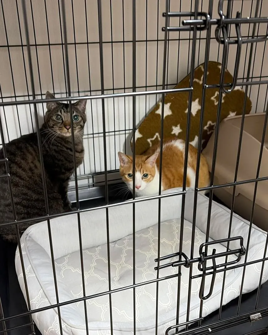 東京から札幌へ、猫ちゃん2匹との長距離移動🚄🐾 