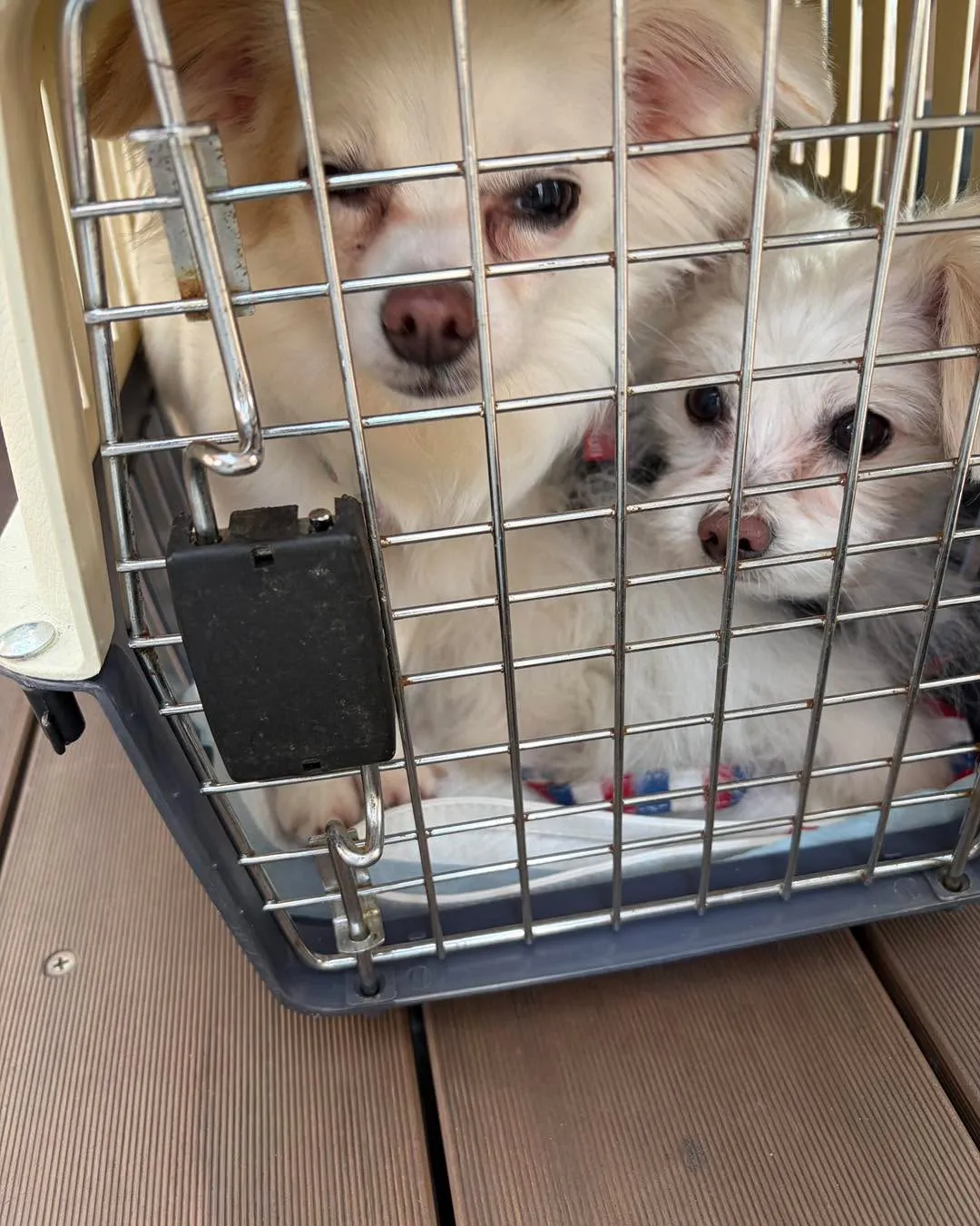 本日は、はちねこマルシェの譲渡会に参加しました🐶🌸