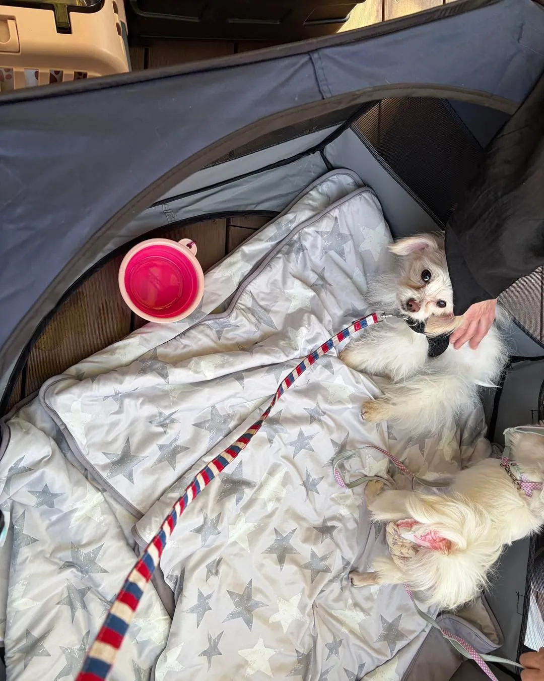 本日は、はちねこマルシェの譲渡会に参加しました🐶🌸