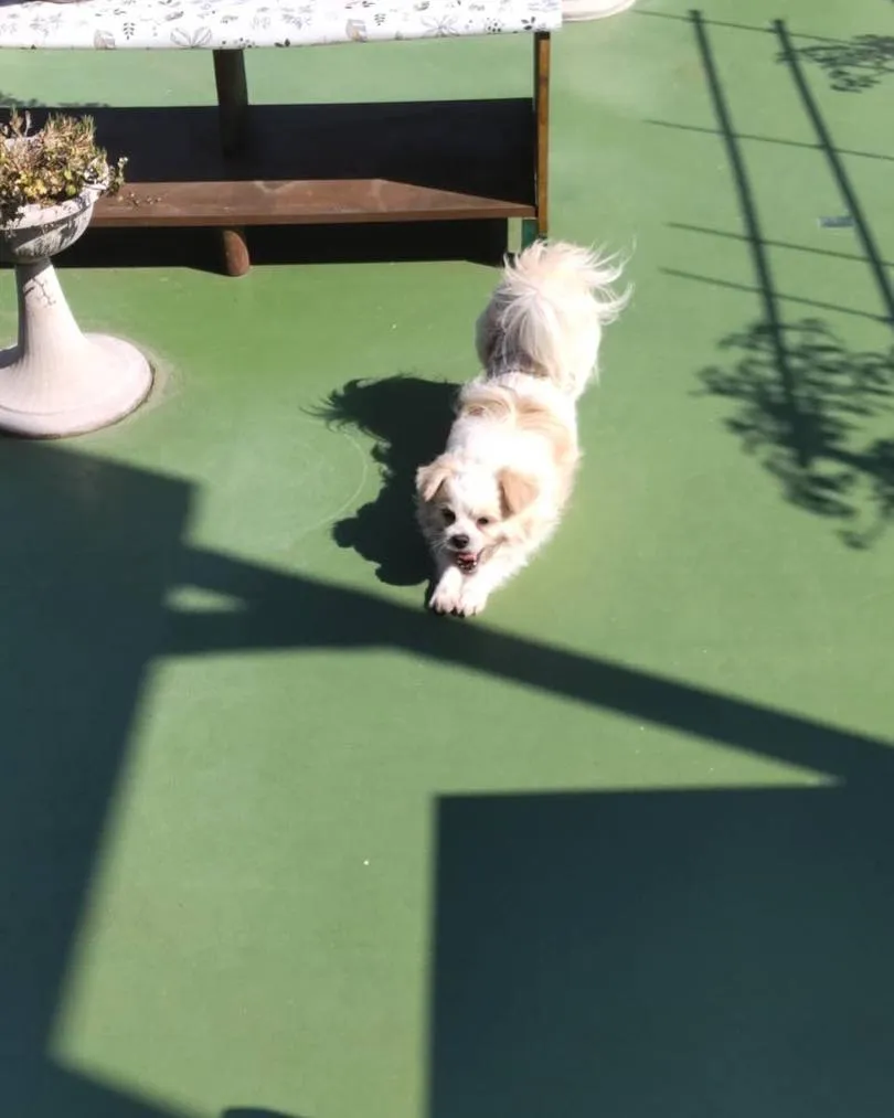 本日は、はちねこマルシェの譲渡会に参加しました🐶🌸