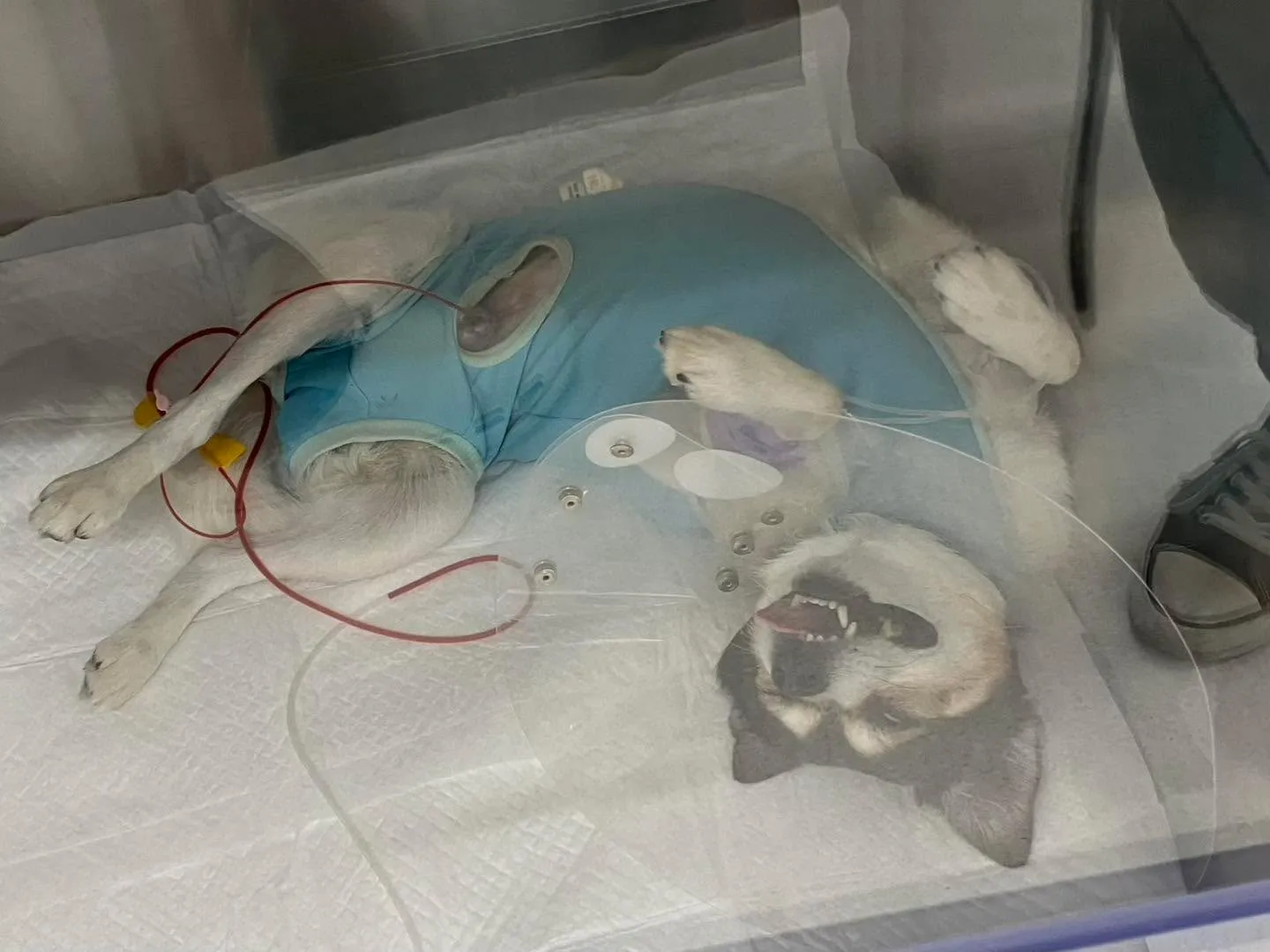 夜間救急で搬送されたわんこ。