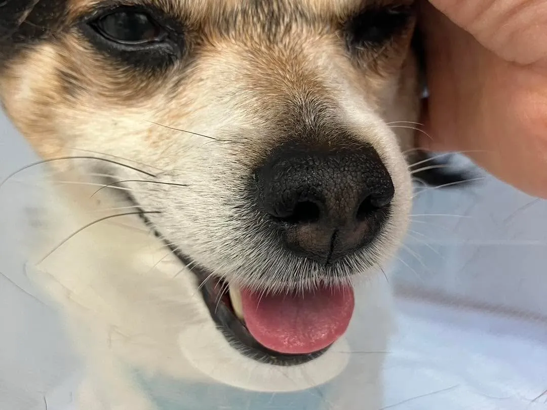 夜間救急で搬送されたわんこ。