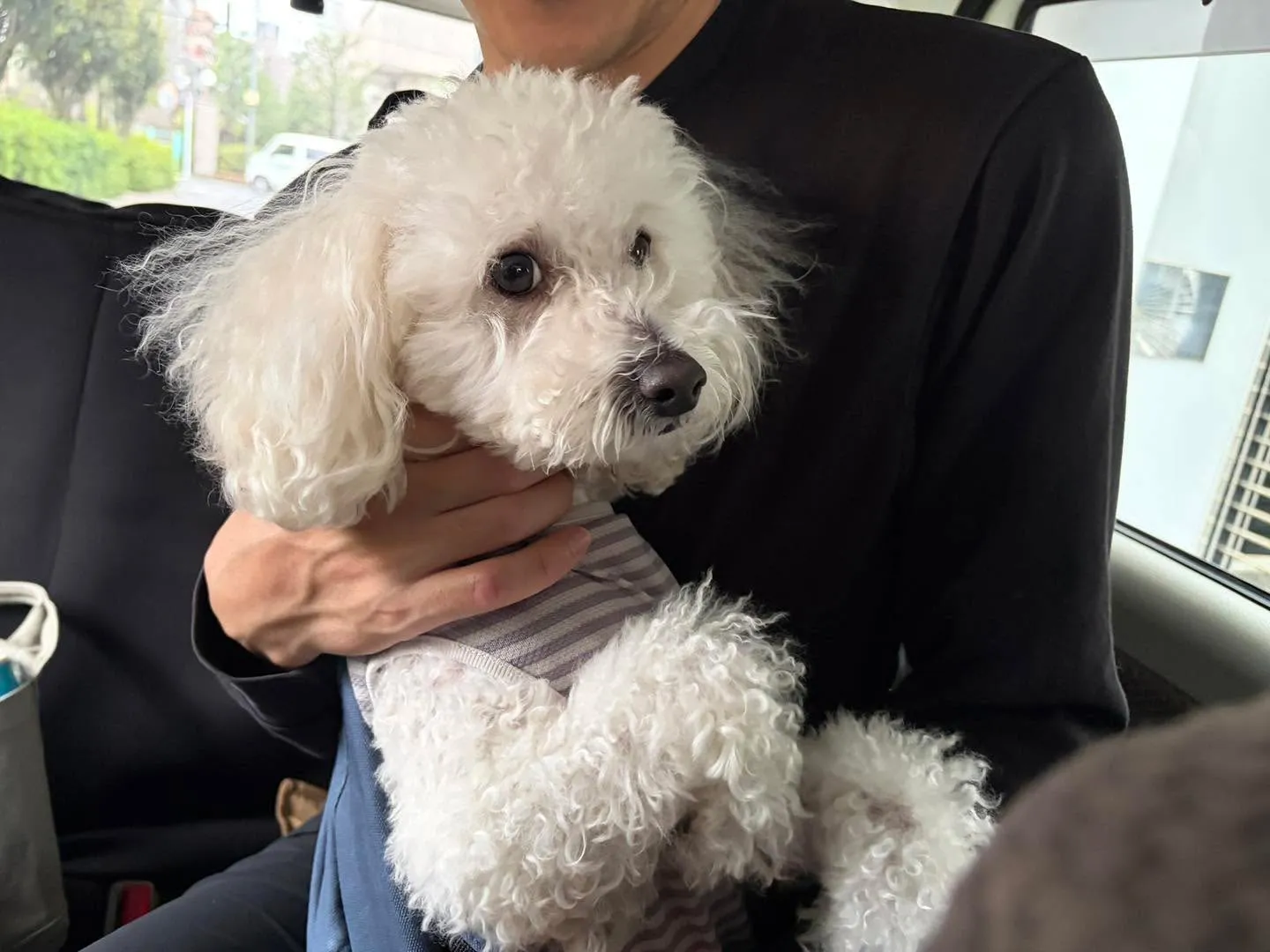 🐾【東京のペットタクシー|動物病院送迎・通院サポート】