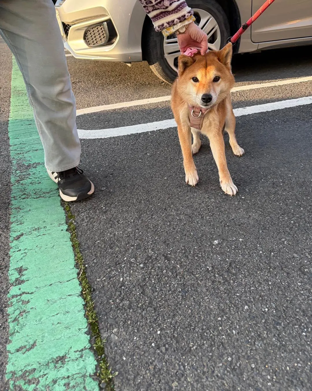 🐕✨柴犬ちゃんのお泊まり送迎