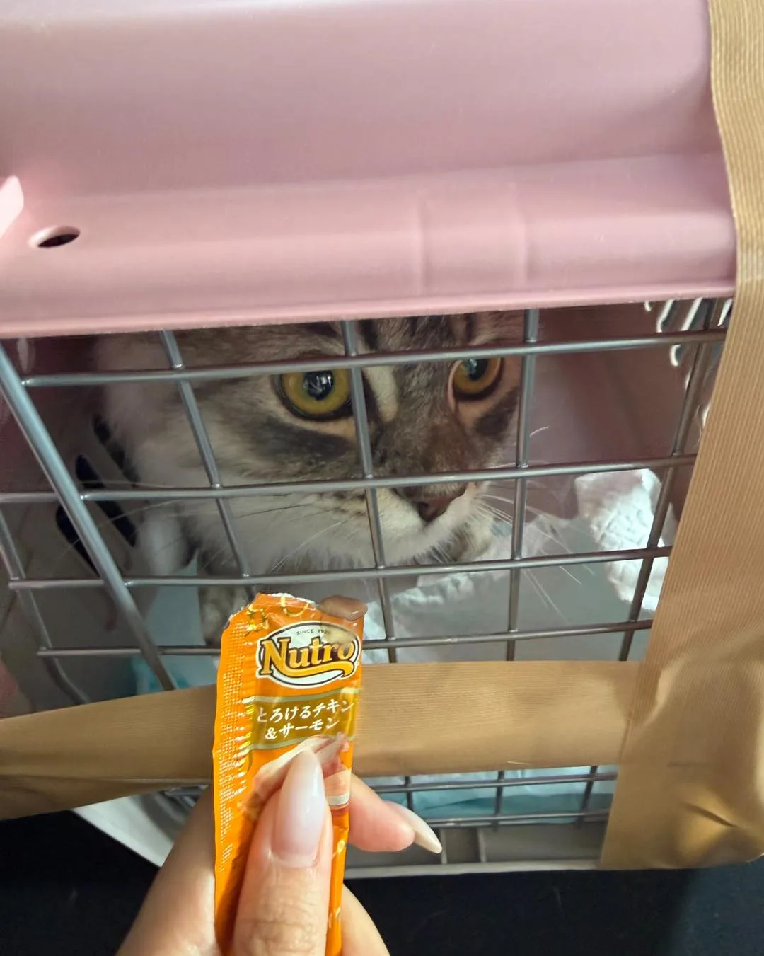 ✈️羽田空港ANA Cargoから猫ちゃん2匹をお迎え🐱🐱