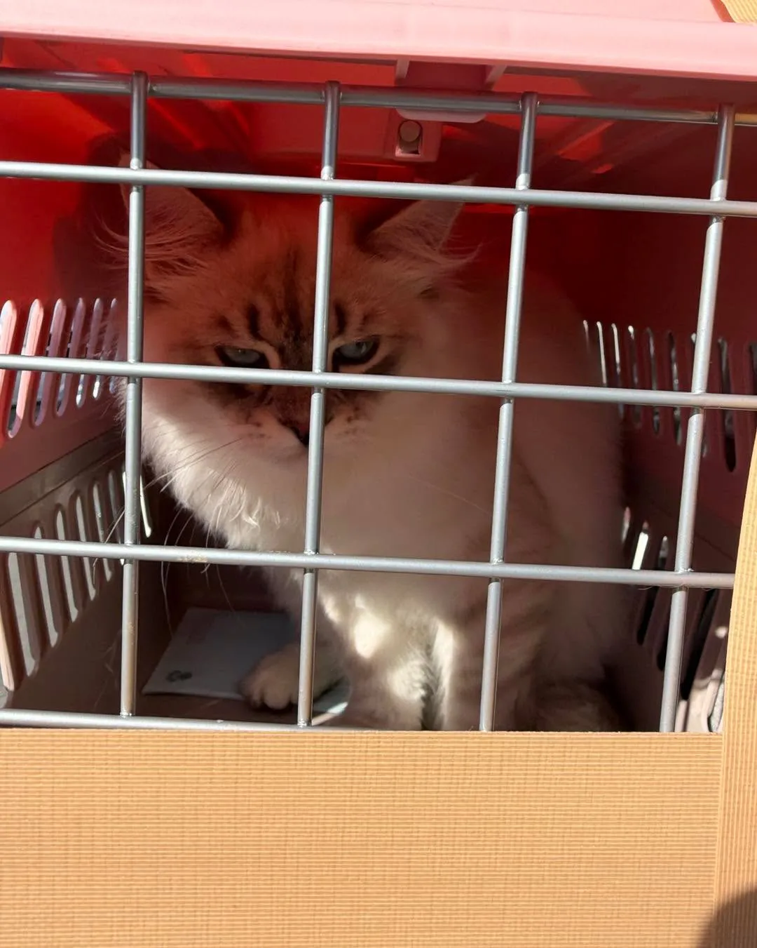 ✈️羽田空港ANA Cargoから猫ちゃん2匹をお迎え🐱🐱