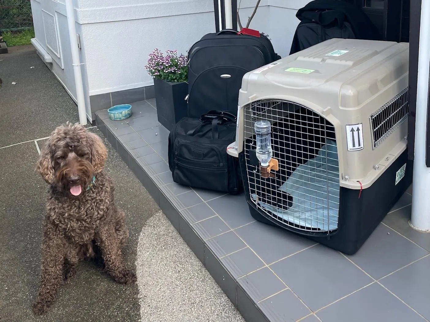 ✈️ 空港送迎 × ドゥードゥルちゃん🐶