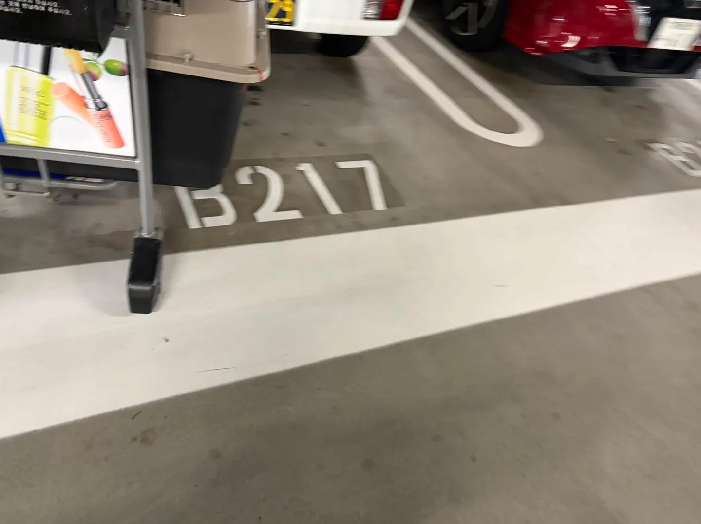 ✈️ 空港送迎 × ドゥードゥルちゃん🐶