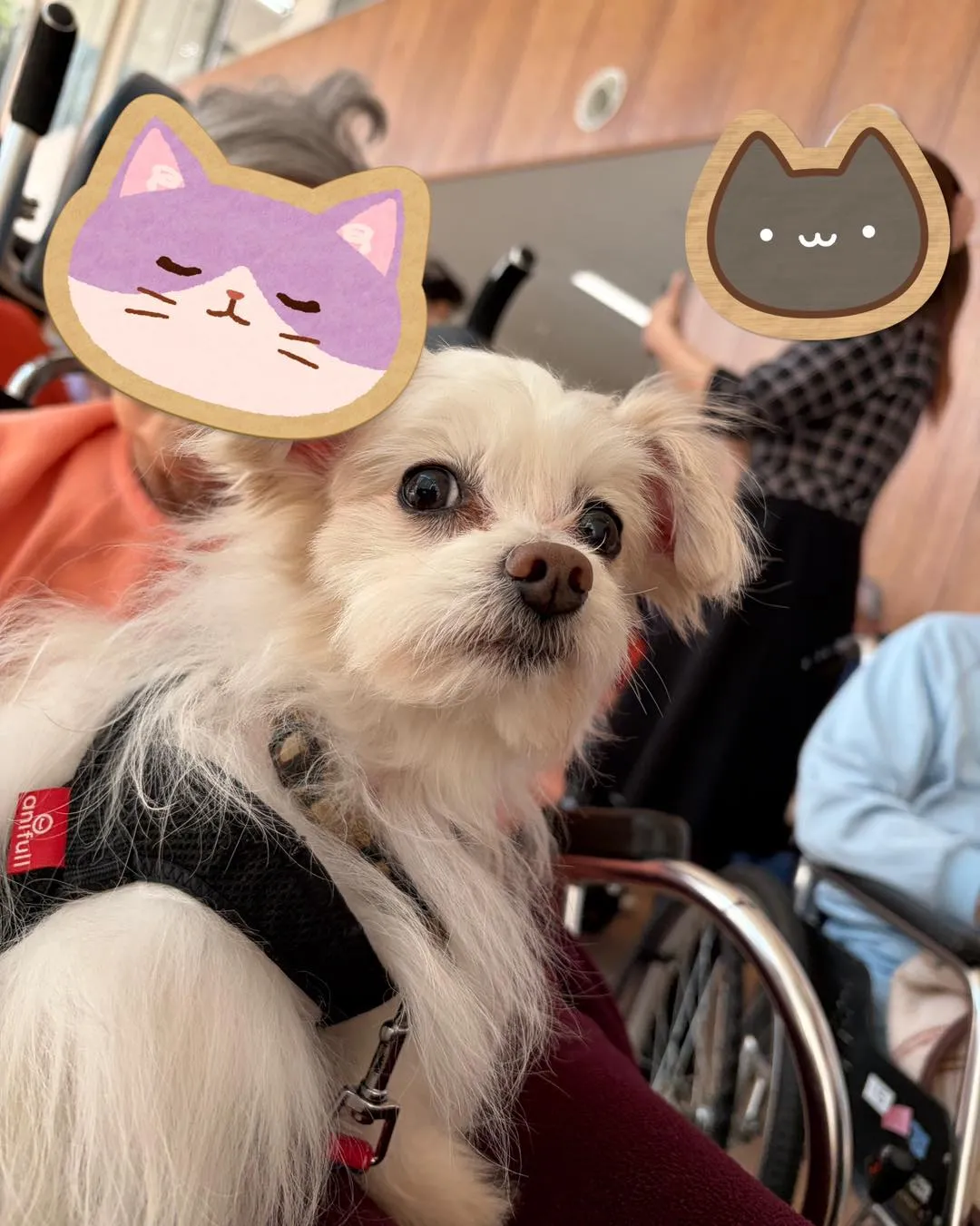 多頭飼育崩壊の現場から保護された