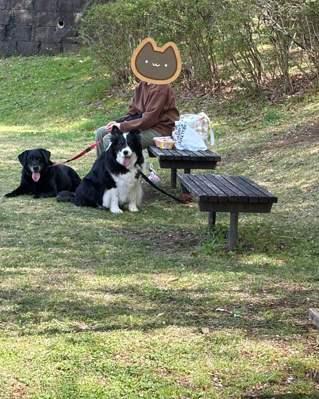 🐶🚕【ラブラドール＆ボーダーコリーの送迎サポート】
