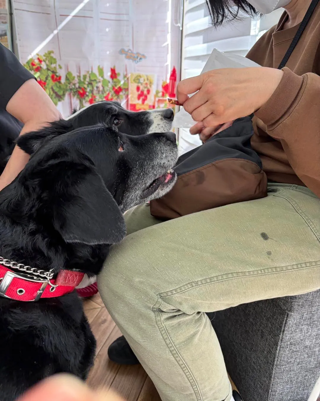 🐶🚕【ラブラドール＆ボーダーコリーの送迎サポート】