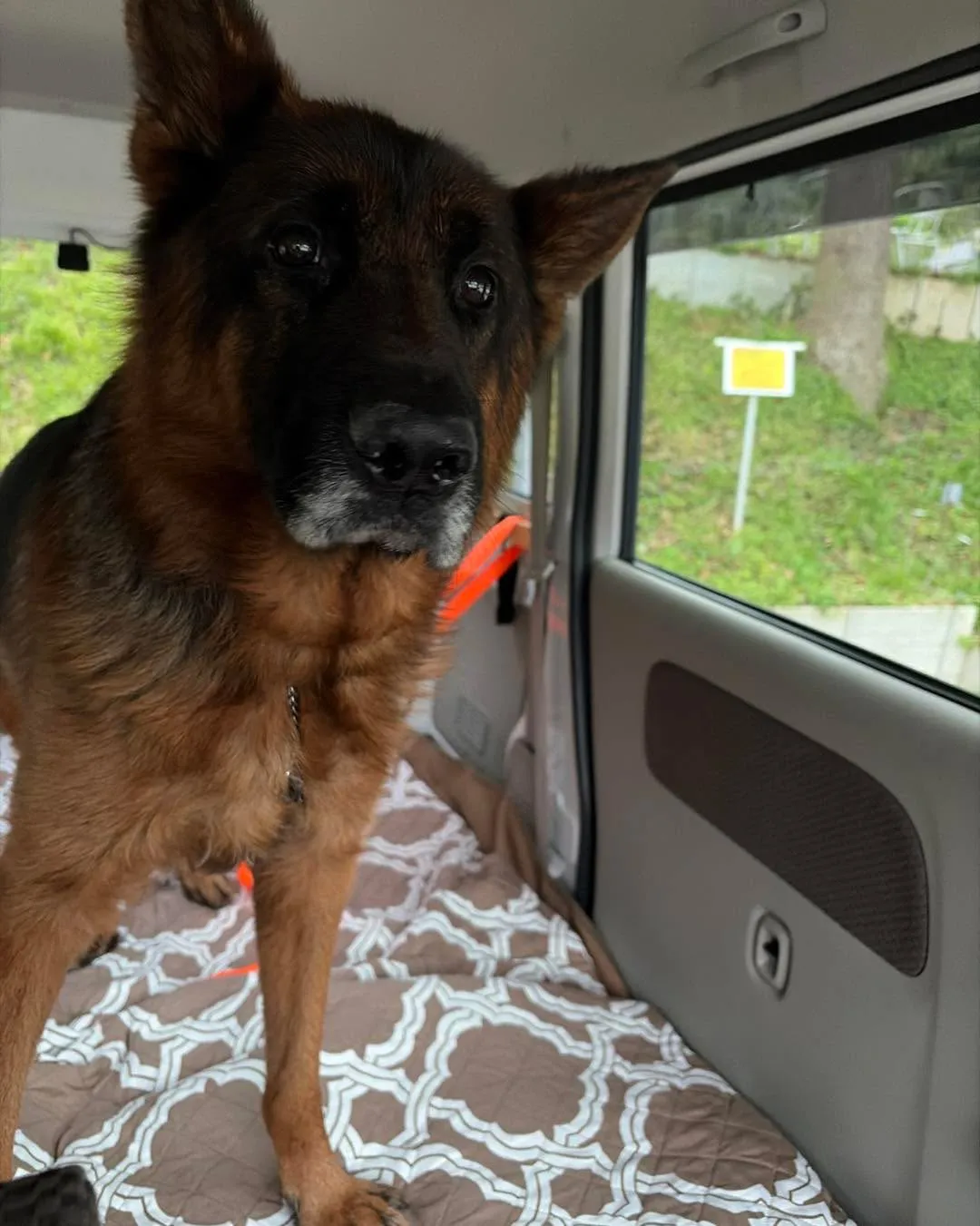 大型犬の送迎・ペットホテル送迎🐾