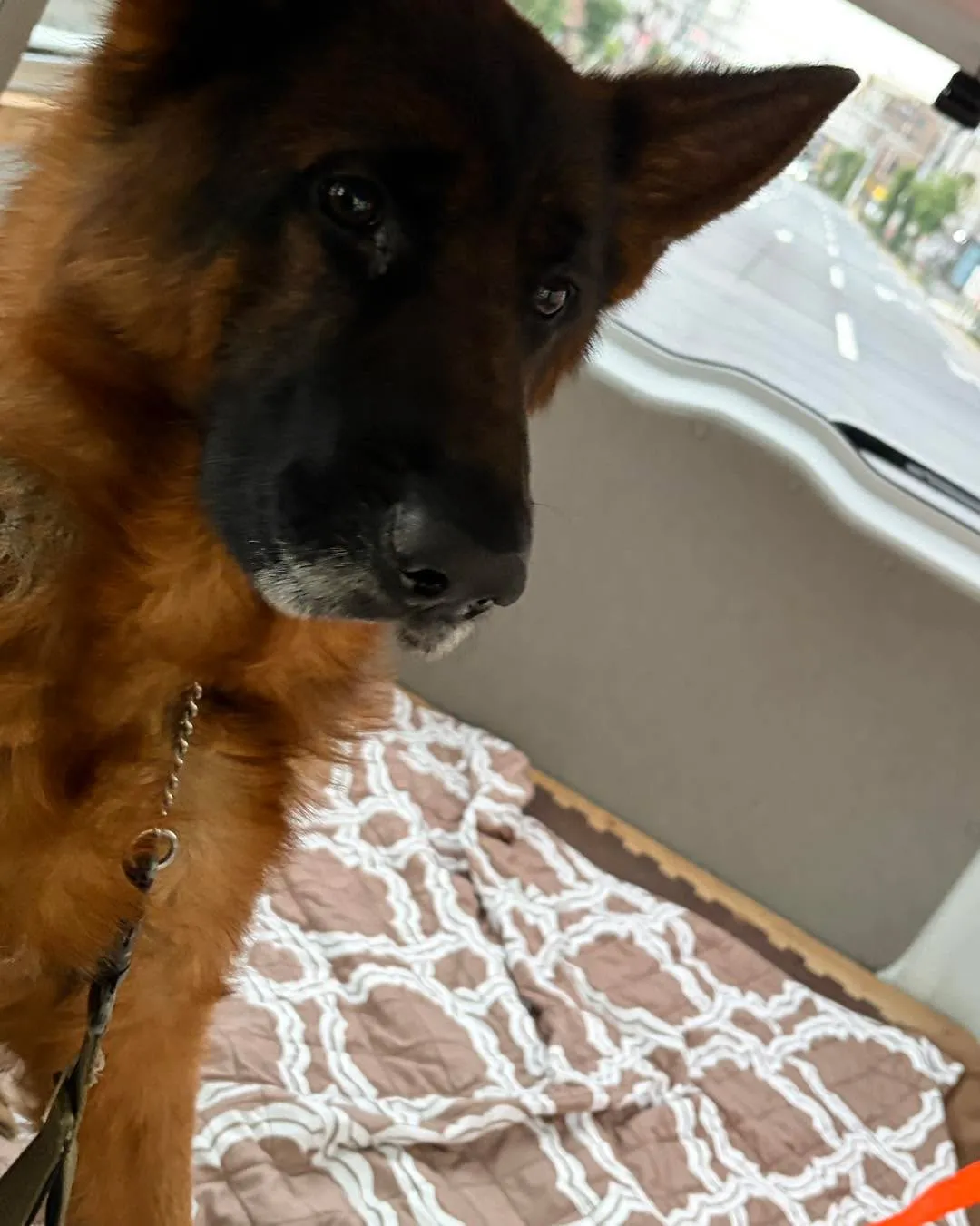 大型犬の送迎・ペットホテル送迎🐾