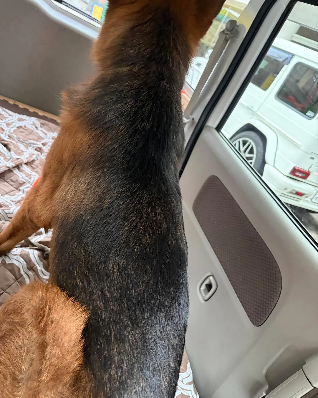大型犬の送迎・ペットホテル送迎🐾