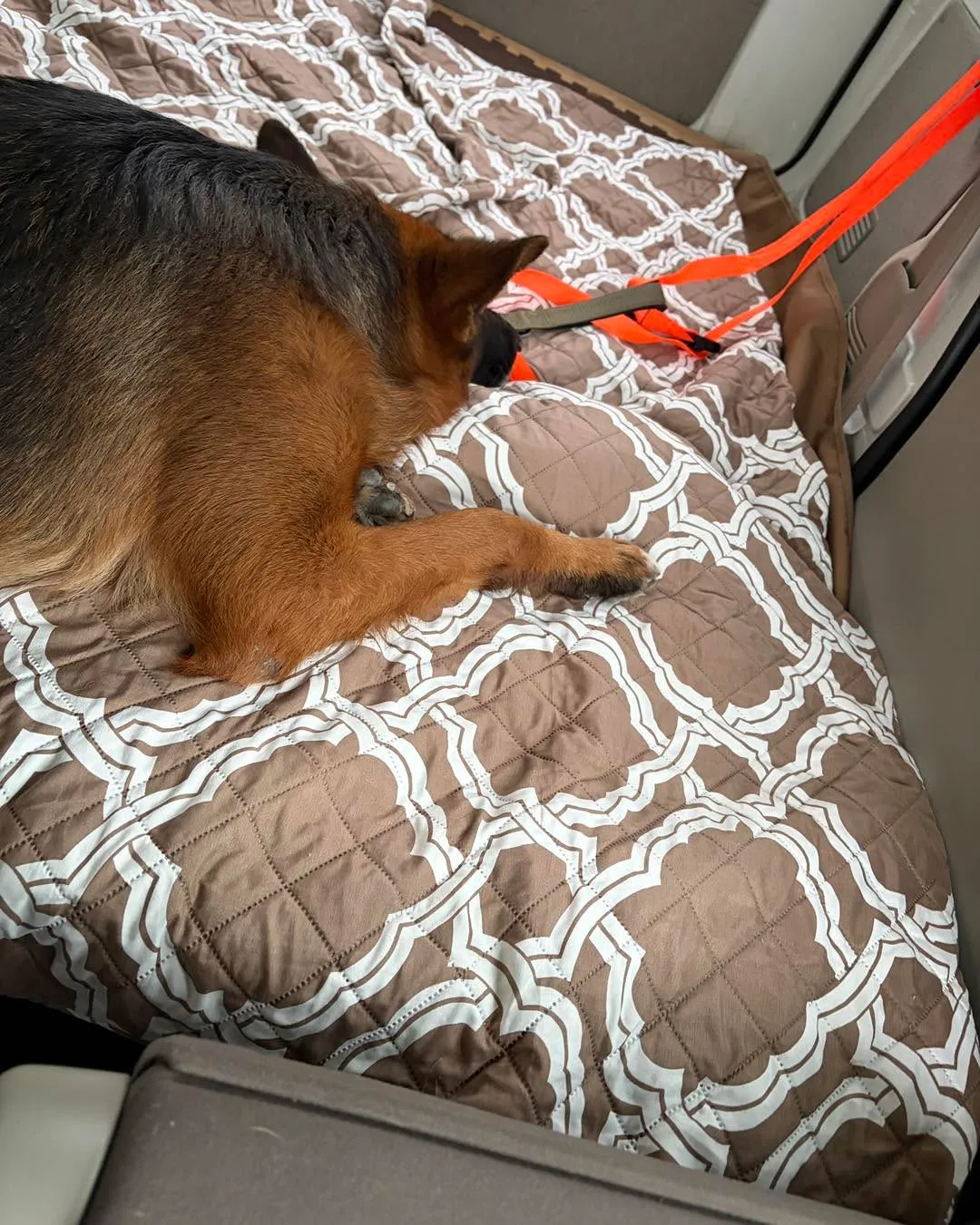 大型犬の送迎・ペットホテル送迎🐾