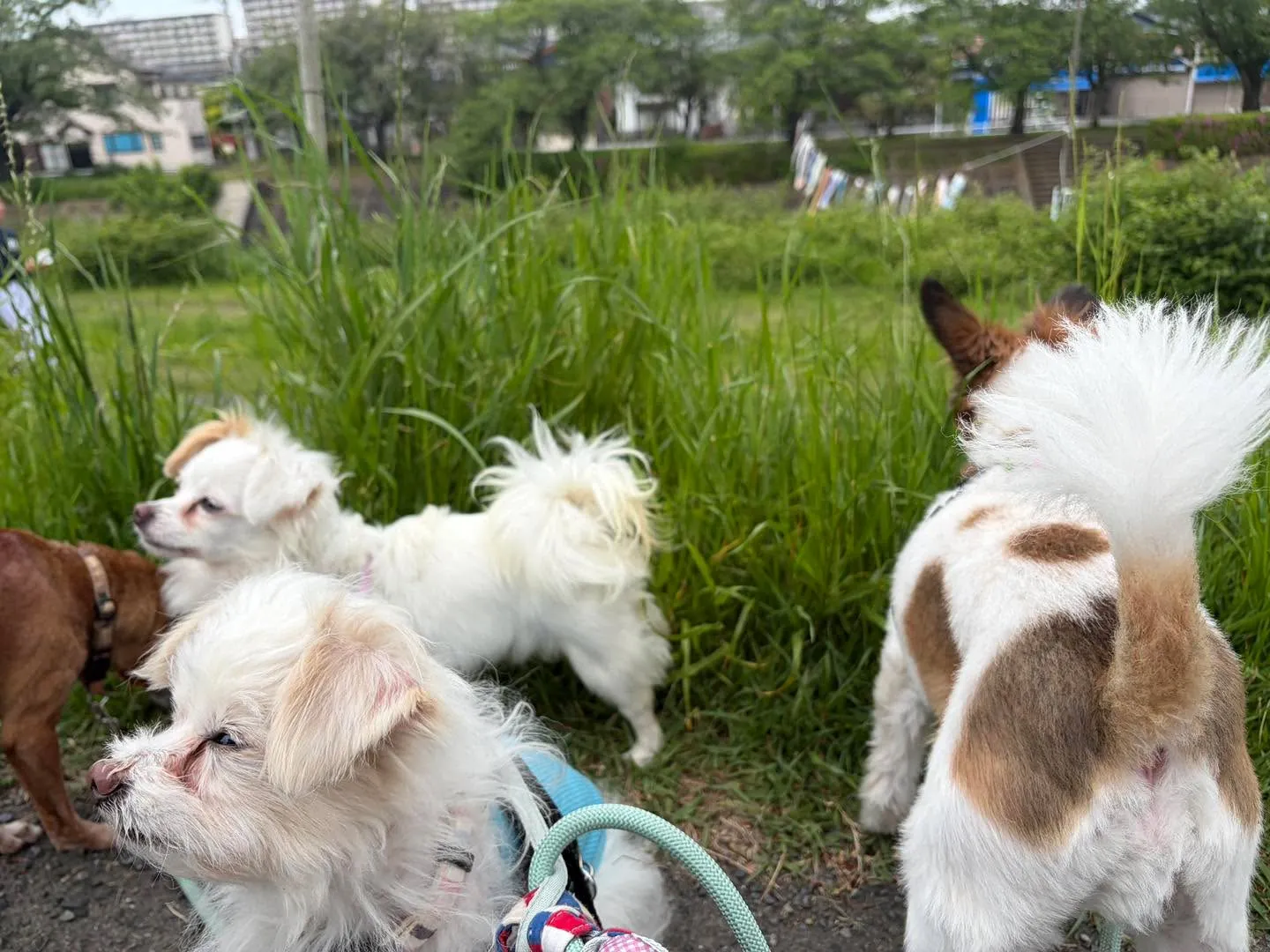 ゴールデンウィークに、里親さんのもとで幸せに暮らしているチロ...