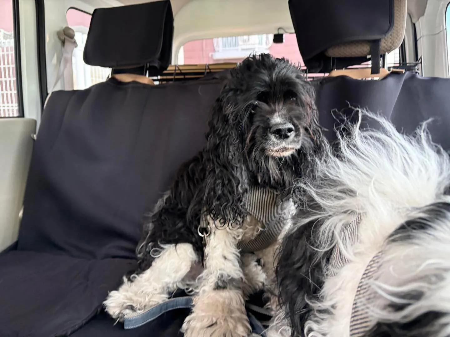 🐶🚚