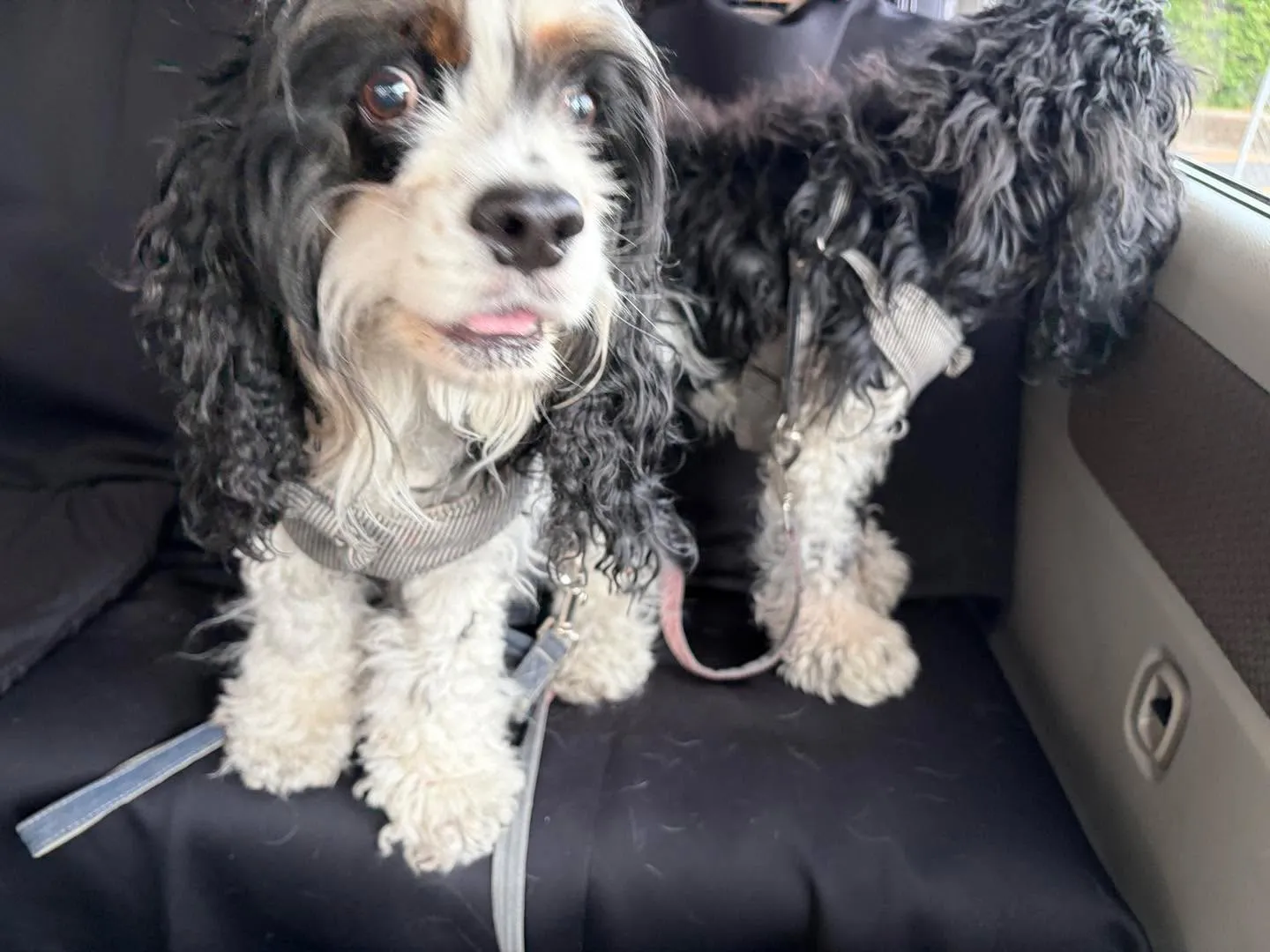 🐶🚚
