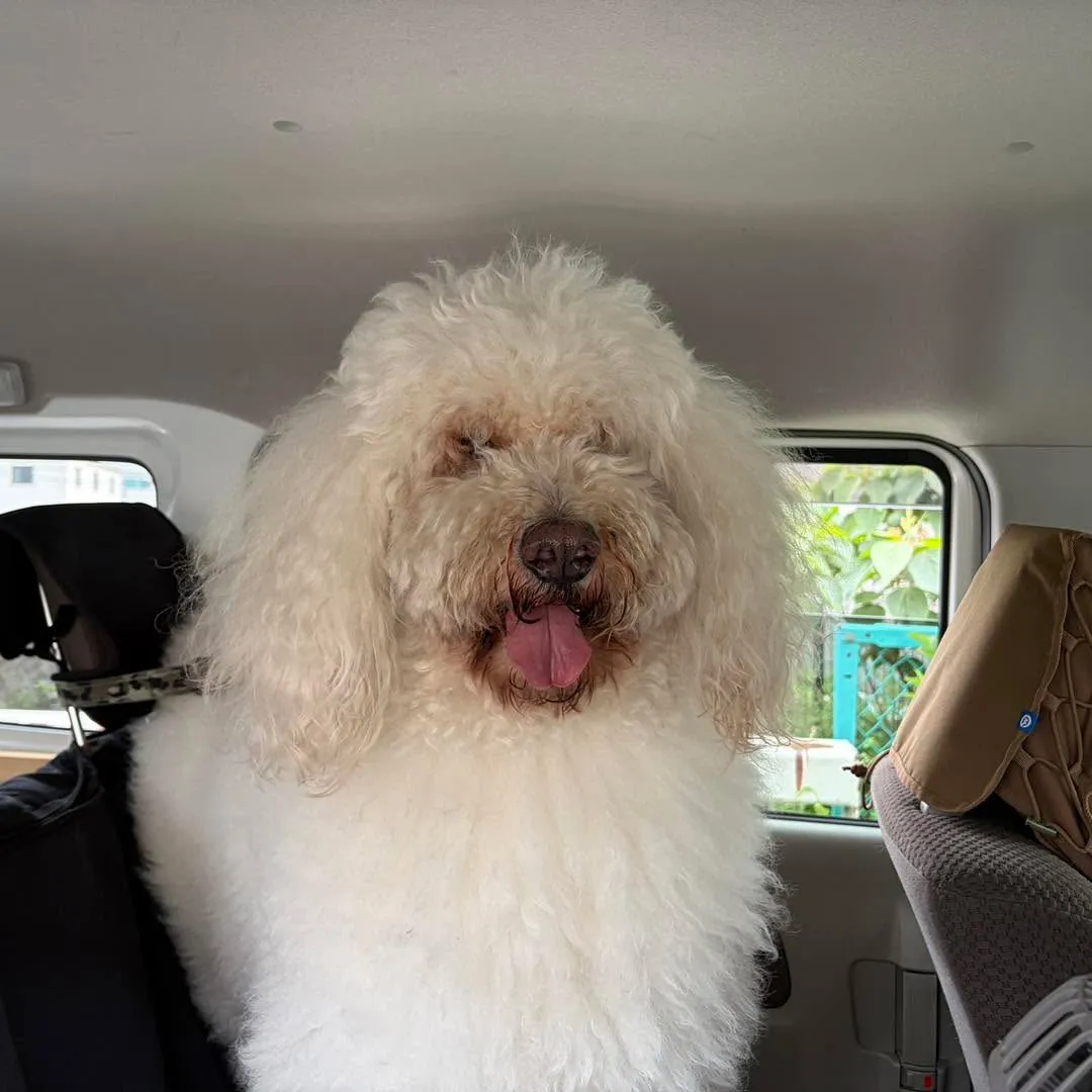 📦🐶 どぅどぅるちゃんのお引越しサポート🚕✨