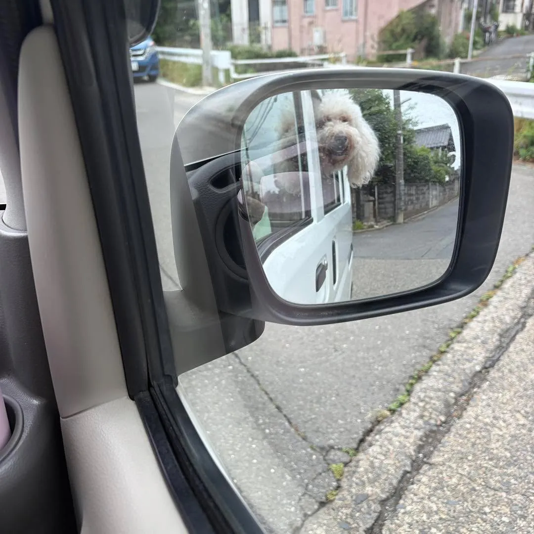 📦🐶 どぅどぅるちゃんのお引越しサポート🚕✨