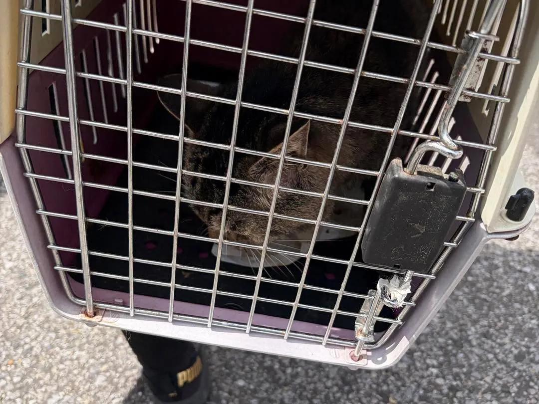 【小田原から千葉へ|猫ちゃん2匹とのお引越し🚗🐱】