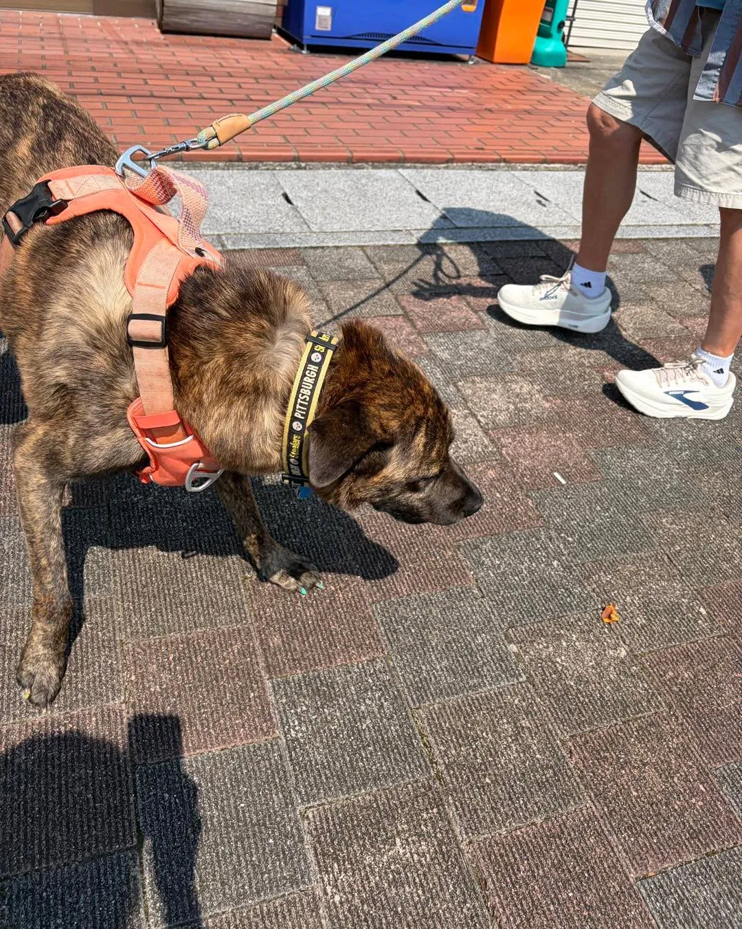【アメリカから帰国した大型犬ティガーちゃん🐾 無事に奈良へ到...